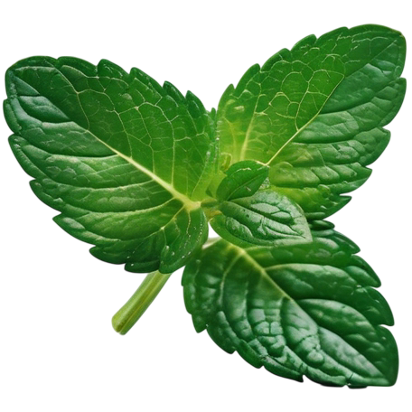Pure Mint Software logo - minimalist green leaf